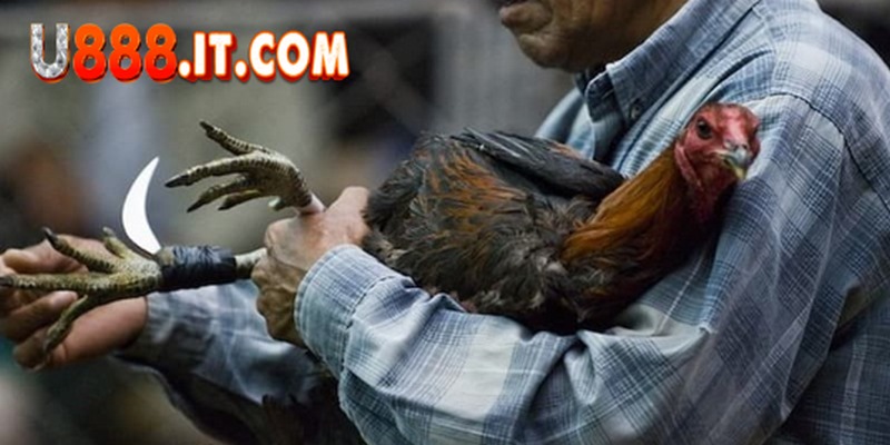 Đá gà cựa dao U888: Chứng kiến những trận chiến gay cấn 2 U888 vô cùng nổi tiếng với thể loại đá gà cựa dao